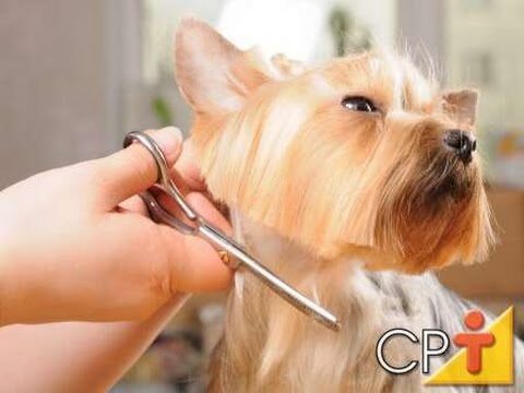 Curso de Banhos e Tosquias Online: Domine as T&eacute;cnicas de Grooming