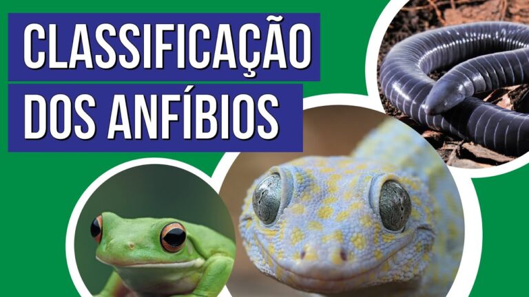 Curso Online Sistema Anura: Aprendizado otimizado e acess&iacute;vel