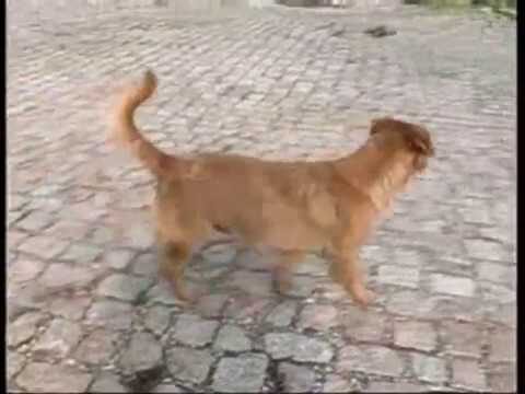 Veterin&aacute;rio Valongo: Cuidados e Servi&ccedil;os para Seu Pet