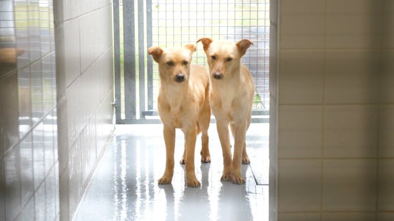Veterinário Famalicão: Cuidados Essenciais para Seu Pet
